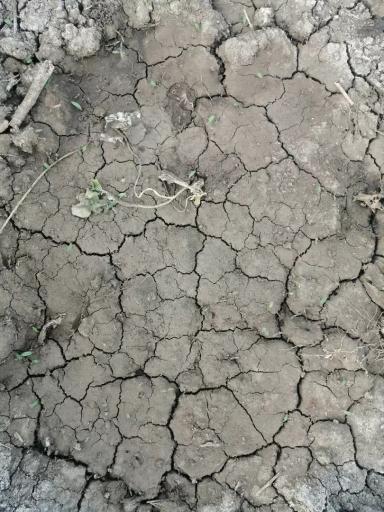 Почему гибнут арбузы?