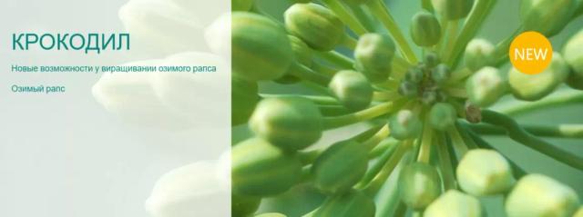 Крокодил - гибрид озимого рапса  (Brassica napus var. napus).