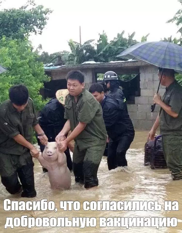🐷 Свиноводство несет ущерб