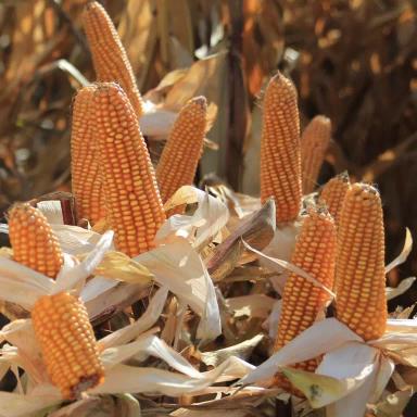 Корифей - гибрид кукурузы ( Zea mays L.).