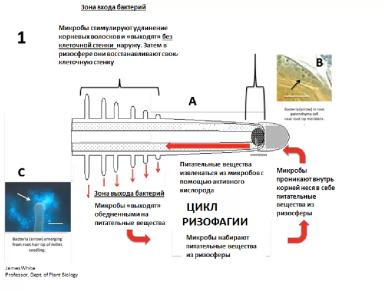 ЧУВСТВО КВОРУМА, ИЛИ КАК БАКТЕРИИ РАЗГОВАРИВАЮТ