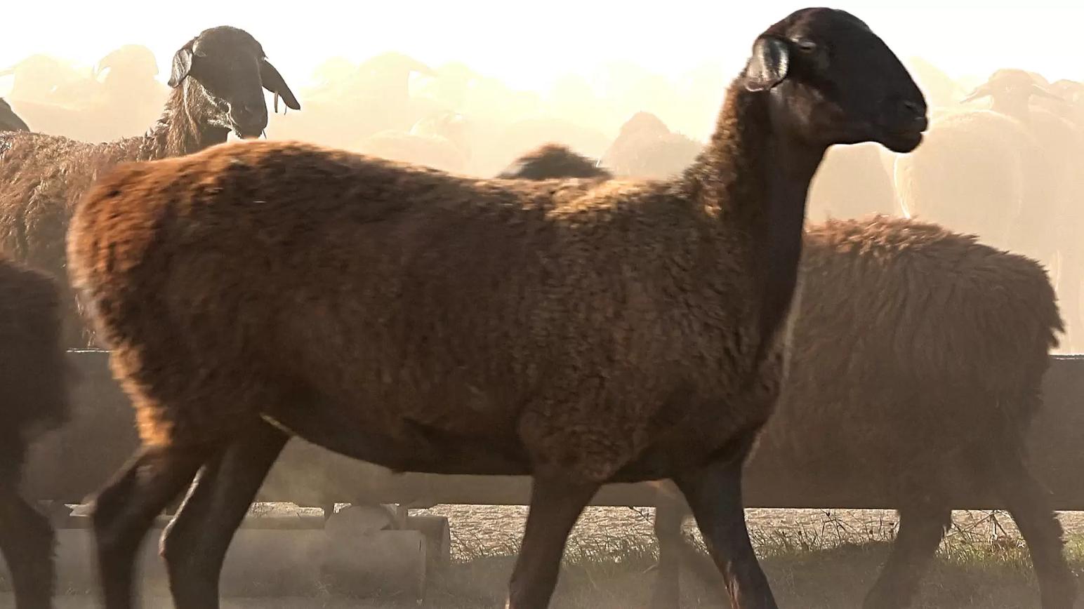 Преимущества эдильбаевской породы овец