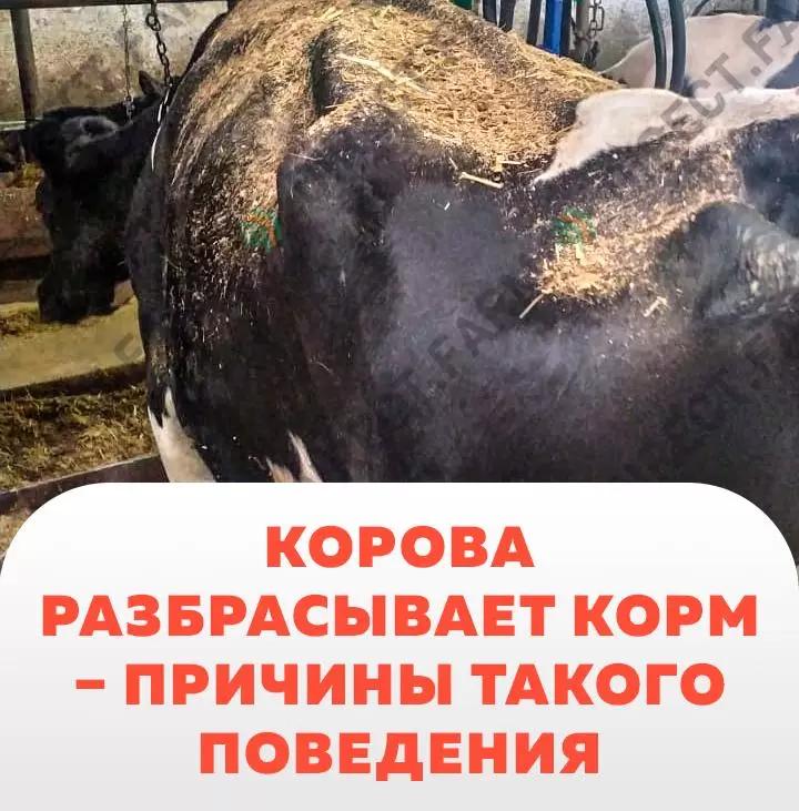 Корова разбрасывает корм