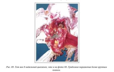 Вегад - Атлас болезней птицы. Ч. 17. Неуточненная грибковая. Ч. 18. Афлатоксикоз