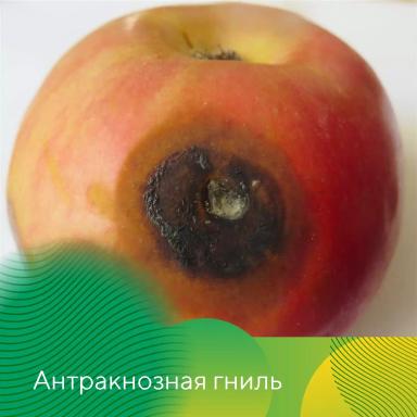Профилактика гнилей яблок при хранении