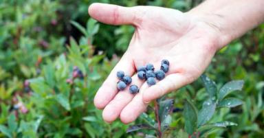 Важность pH почвы при возделывании голубики