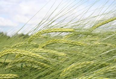 Деспина (DESPINA)