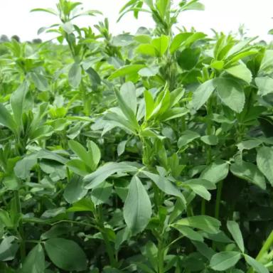 Галакси (GALAXIE)