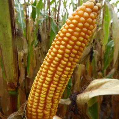 МАС 15. Т - гибрид кукурузы ( Zea mays L.).