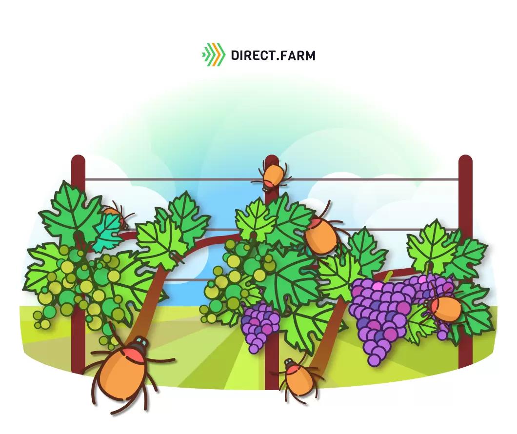 Защита винограда после цветения