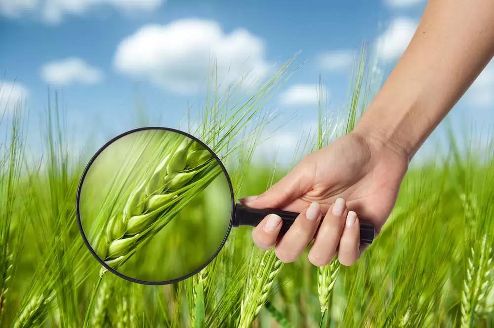 Защита растений на аутсорсинг