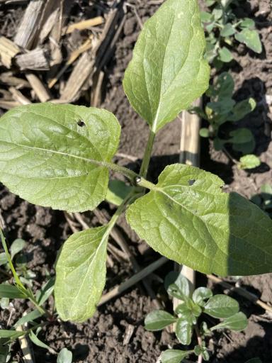 Точка роста