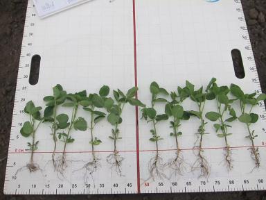 стимуляторы семян сои