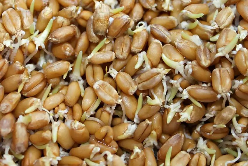 Вопросы для обсуждений: можно ли хранить такое зерно?