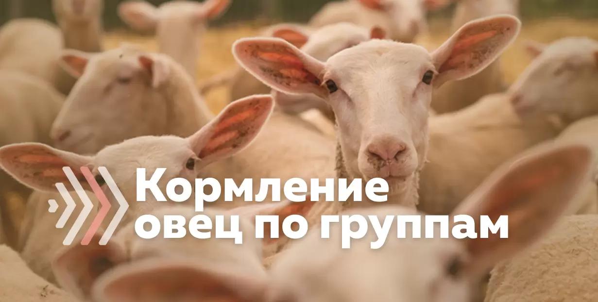 Регламент производства овечьего молока. Кормление по группам