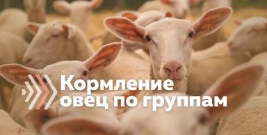 Регламент производства овечьего молока. Кормление по группам
