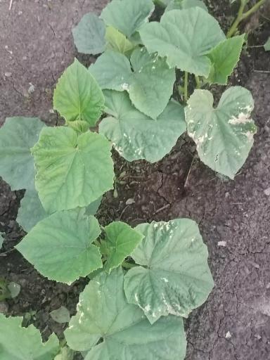 Что с листьями огурца? 