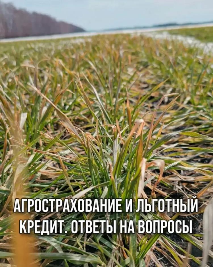АГРОСТРАХОВАНИЕ И ЛЬГОТНЫЙ КРЕДИТ. ОТВЕТЫ НА ВОПРОСЫ