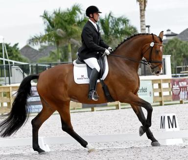 Ганноверская порода лошадей