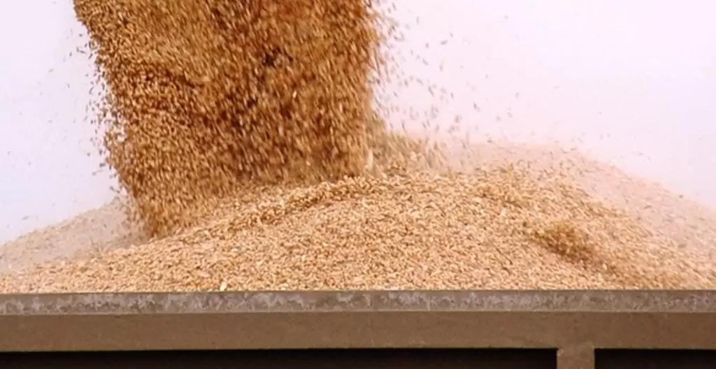 Глава Минсельхоза РФ подтвердил планы по ограничению импорта семян