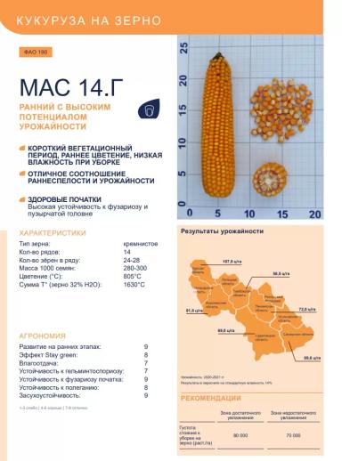 МАС 14. Г - гибрид кукурузы ( Zea mays L.).