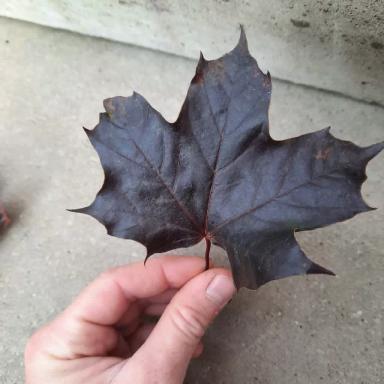 Типичные заболевания клёна остролистного "Royal Red" или Беда не приходит одна