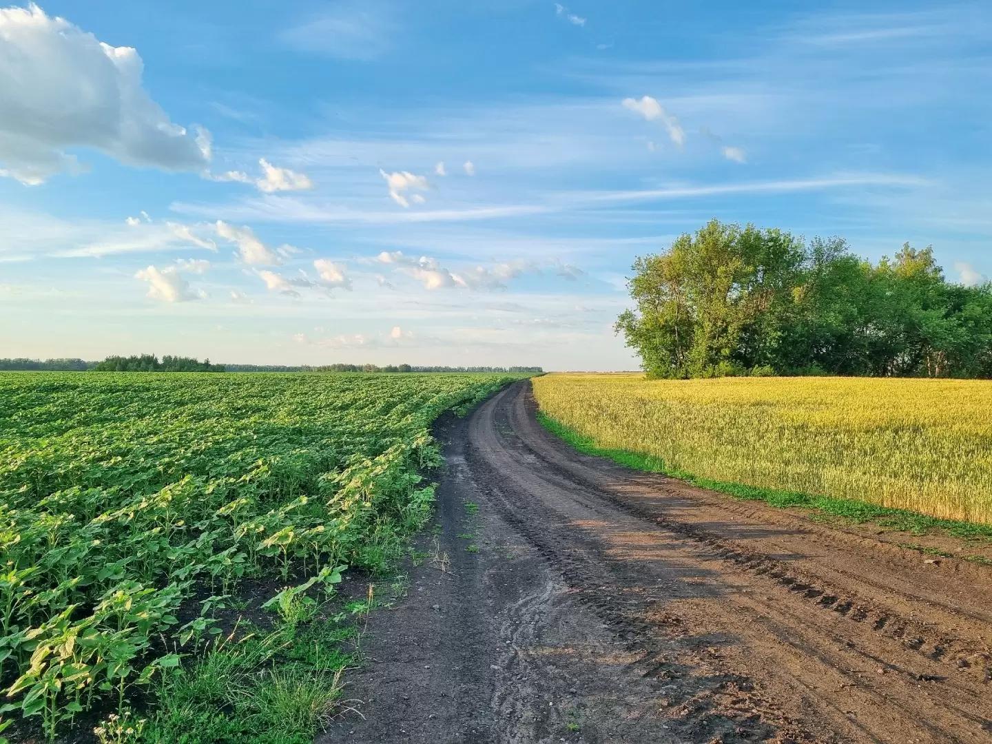 РОЛЬ СЕВООБОРОТА