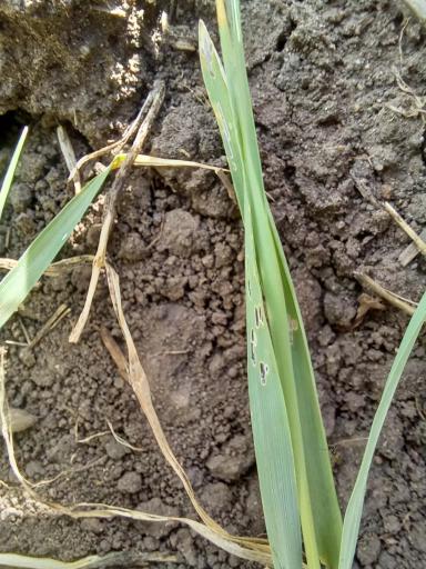 Что за вредители?