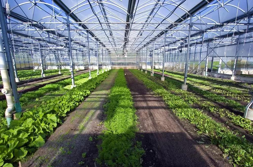 ZeoSorb-  разрешен  для использования в экологическом CX производстве.