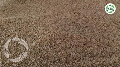 «Крымский семенной Альянс» предлагает к приобретению элитные семена льна