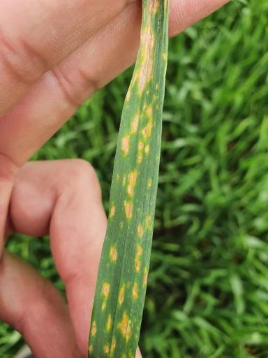 Вопросы из чатов: пиренофороз ли?