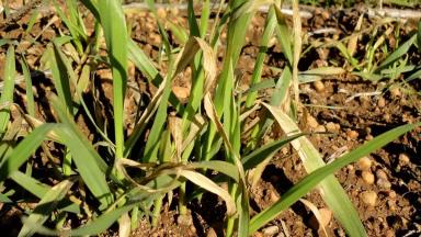 Марганец в растениях и почве