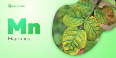 Марганец в растениях и почве