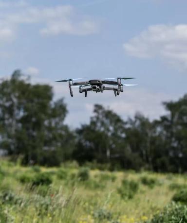 Засуха или голод? Почему растение желтеет и как найти настоящую причину.