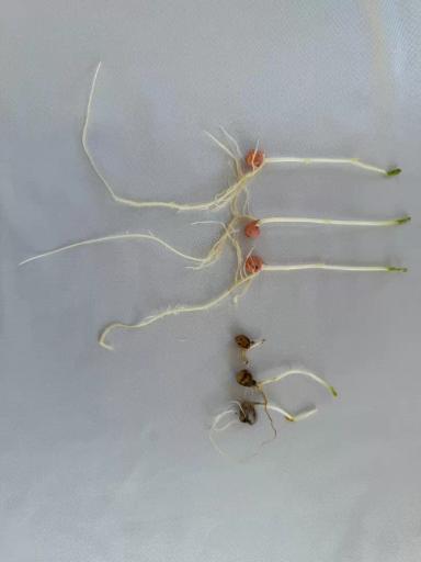 Фузариозная корневая гниль: как снизить риски потерь урожая