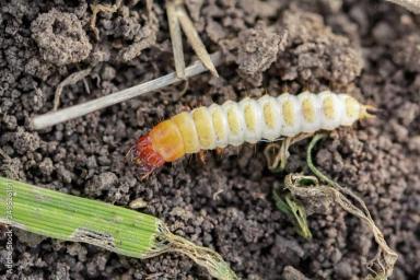 Хлебная жужелица