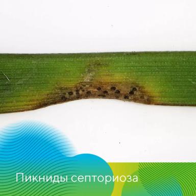 Озимые. Готовимся к весне