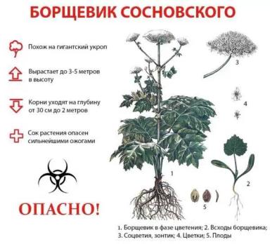 Борщевик Сосновского