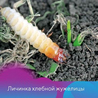 Подготовка зерновых к посевной