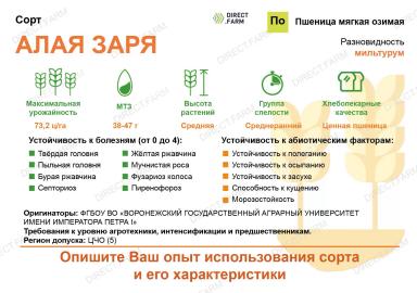 Алая заря сорт мягкой озимой пшеницы