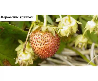 Проблемы выращивания земляники садовой – 10 ключевых причин