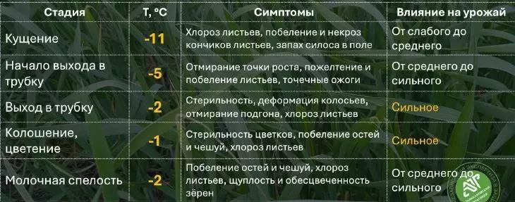 РИСКИ ВОЗВРАТНЫХ ЗАМОРОЗКОВ ДЛЯ УРОЖАЯ