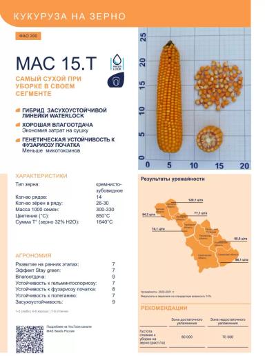 МАС 15. Т - гибрид кукурузы ( Zea mays L.).