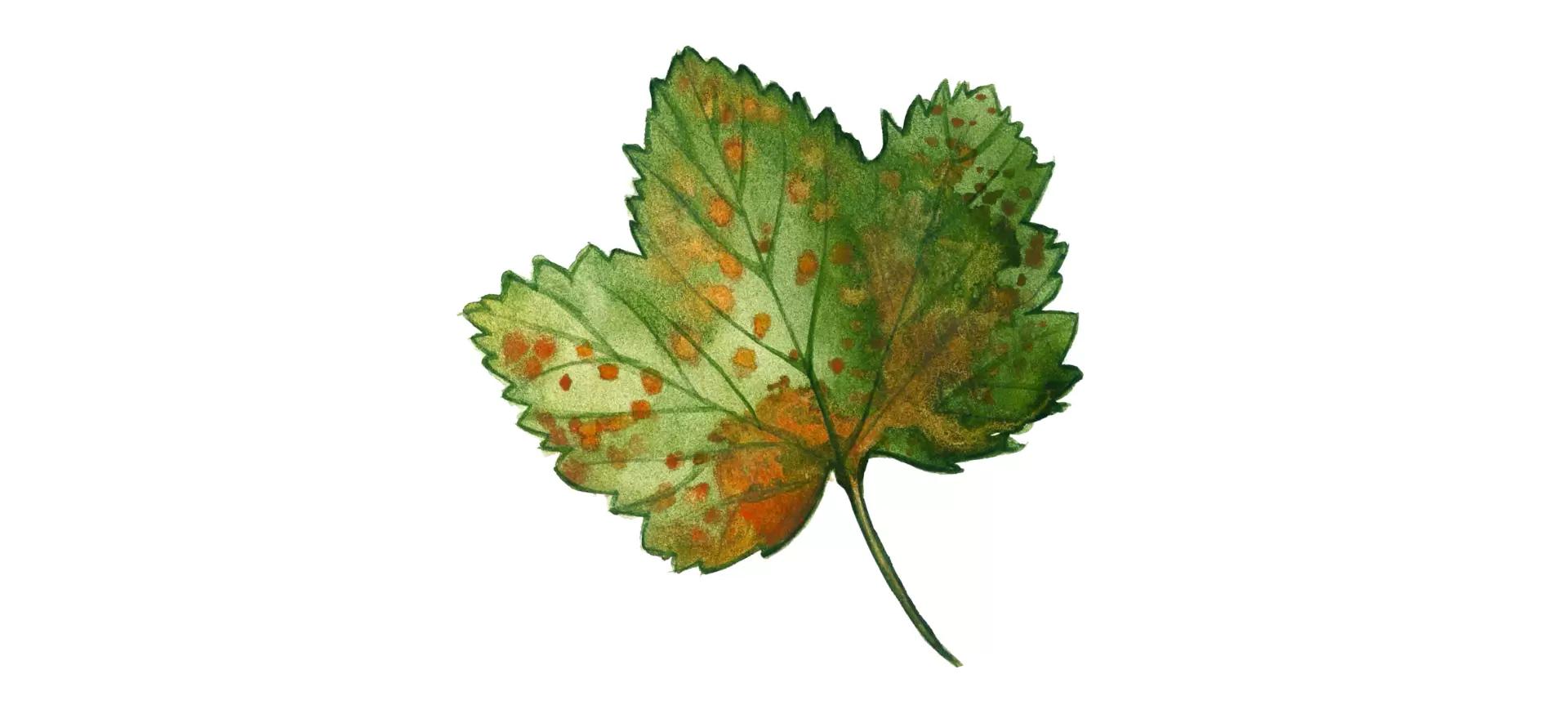 Столбчатая ржавчина смородины и крыжовника