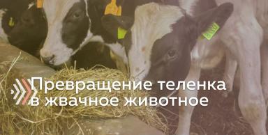 Какой твердый корм быстрее превращает теленка в жвачное животное?