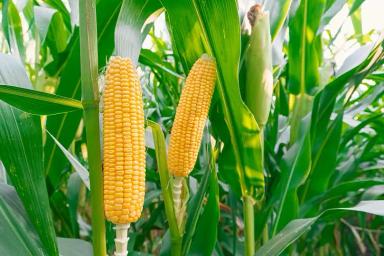 Джоди гибрид кукурузы