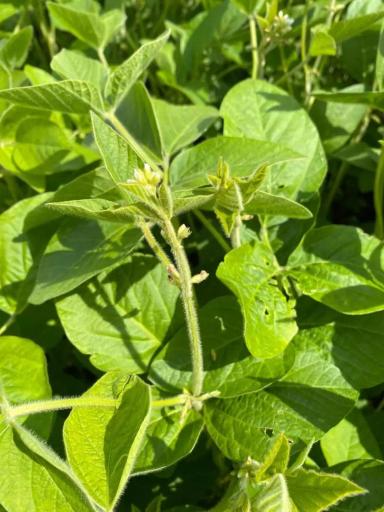 🌱 Промежуточные показатели демопосевов в агроцентре ООО «Казань Агрохимсервис»