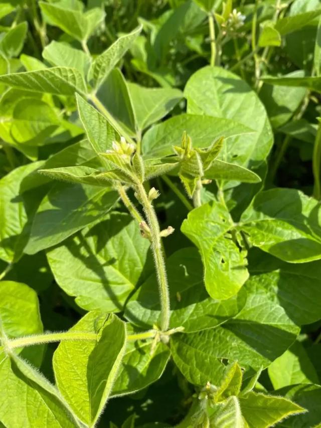 🌱 Промежуточные показатели демопосевов в агроцентре ООО «Казань Агрохимсервис»