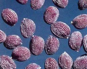 Ярутка полевая