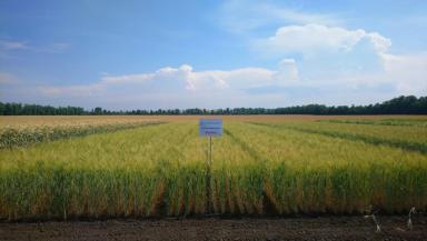 Ярина сорт твердой яровой пшеницы